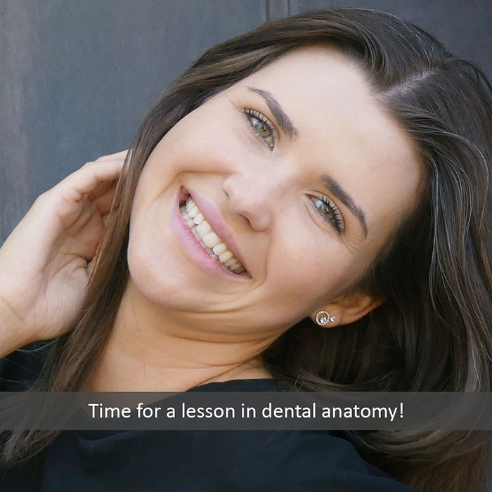 Time for a Lesson in Dental Anatomy! - Holt Dental Care - Dentist in West Jordan - Dr. Joshua C. Holt